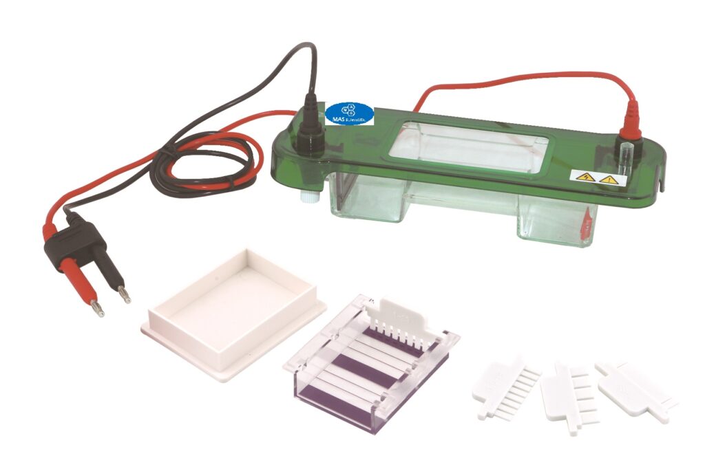 This image has an empty alt attribute; its file name is Electrophorsis-MAS-4061-JY-SPAT-2-1024x666.jpg