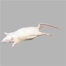 Rats - Formalin Free